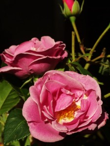 LUCKY (floribunda)